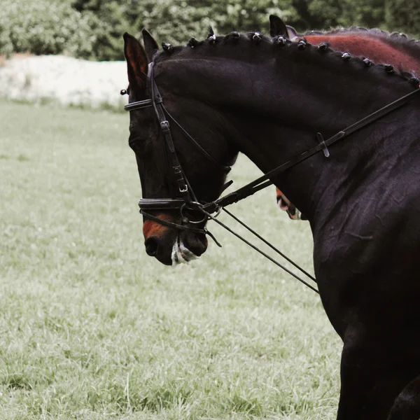 Portrait of arabian stallion — Stock Photo, Image