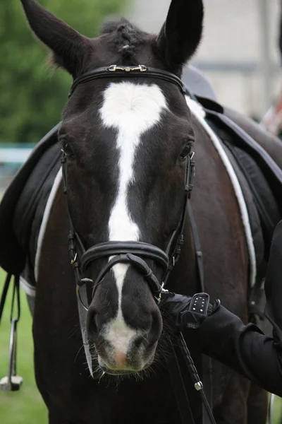 Portret van Arabische hengst — Stockfoto