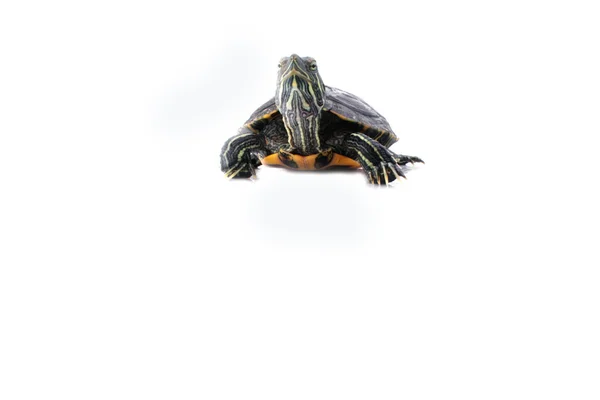 Turtle op de witte achtergrond — Stockfoto