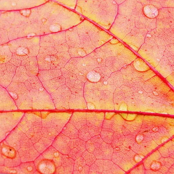 叶子上的水背景滴 — 图库照片
