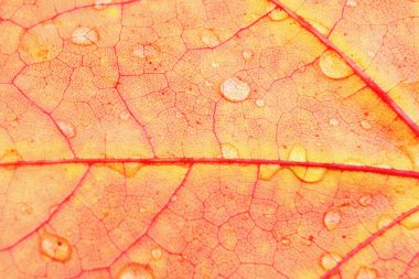 yaprakları (izole su damlaları ile)