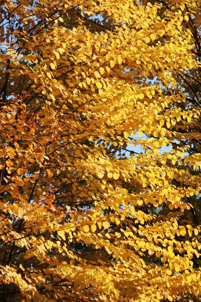 Fondo de hojas de otoño — Foto de Stock