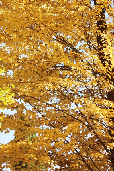 Фон осенних листьев — стоковое фото