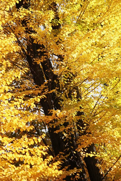 Fondo de hojas de otoño — Foto de Stock