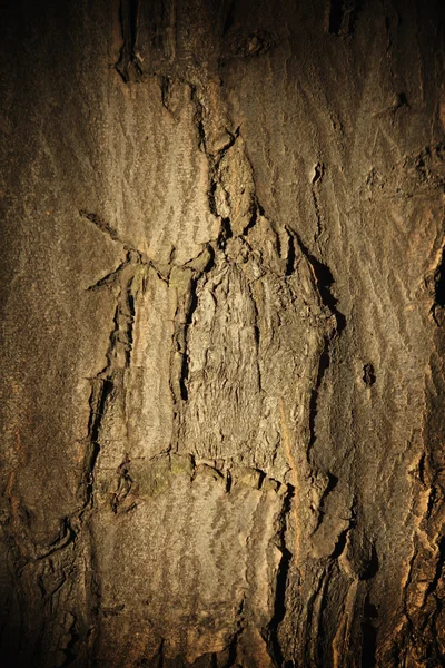 Textura de madeira — Fotografia de Stock