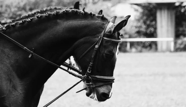 Portrait of arabian stallion — Stock Photo, Image