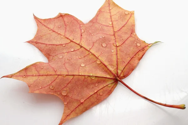Листья с каплей воды — стоковое фото