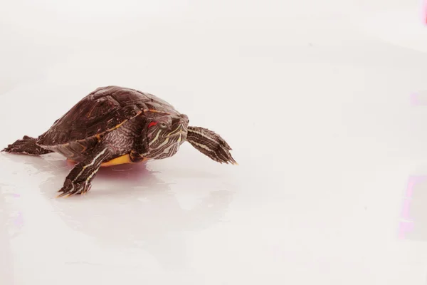느리게 움직이는 거북이 — 스톡 사진