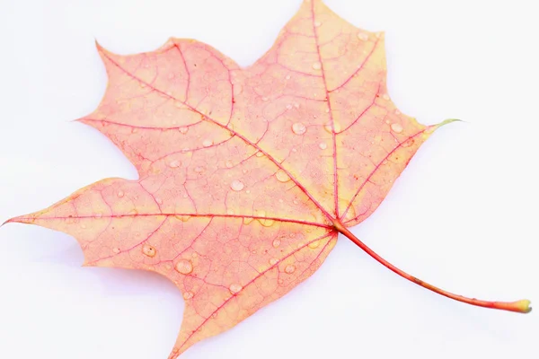 Листья с капельками воды (изолированные ) — стоковое фото