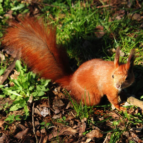 Squirrel — Stock Photo, Image