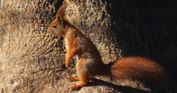 Squirrel — Stock Photo, Image