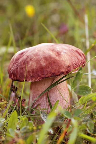 Cep on the green grass — Stock Photo, Image