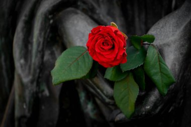 Kırılgan sevginin ve şefkatin sembolü olarak insan ellerinde yükseldi. Antik bir heykelin parçası..