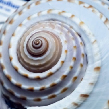 Deniz kabuğu dokusunu kapat. Tasarım için arkaplan.