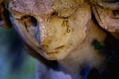 Altın sonbahar güneşinin ışınlarında kabarık kamışların fantastik görüntüsü. Güzel doğa konsepti. 