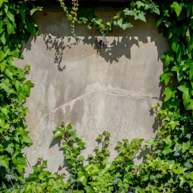 Tasarım ve metin için yeşil sarmaşıkla kaplanmış taş duvar dokusu ve desen arkaplanı