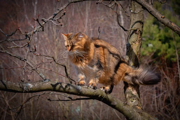 Retrato Engraçado Gato Bonito Ramo Contra Fundo Floresta Imagem Horizontal — Fotografia de Stock