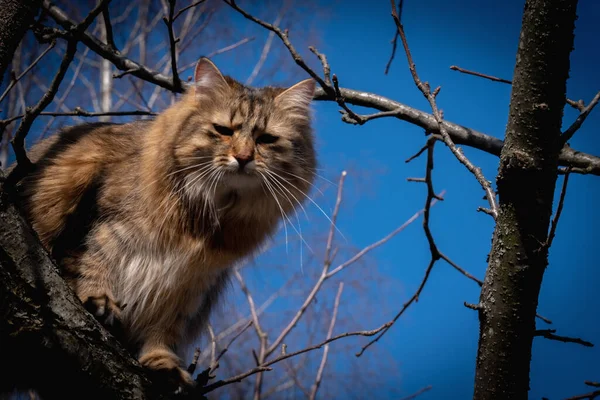 Όμορφη Γάτα Στέκεται Ένα Κλαδί Ενάντια Στον Γαλάζιο Ουρανό — Φωτογραφία Αρχείου