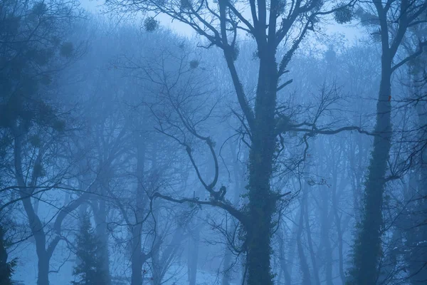 Paesaggio Fredda Foresta Nebbiosa Immagine Orizzontale — Foto Stock