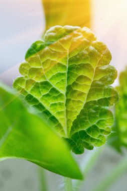 Genç yeşil bitki. Çevre kaydediliyor, temiz gezegen kurtarılıyor, ekoloji kavramı. 