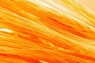 Buğday dikeni arka planının makro görüntüsü. Tarım, tarım, tarım, tarım, endüstri konsepti. Yatay resim.