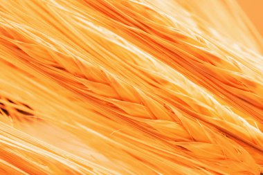 Altın buğday arka planının makro görüntüsü. Tarım, tarım, tarım, sanayi ve doğa konsepti. Tasarım için alanı kopyala.