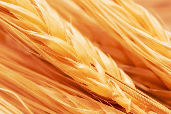 Macro Beeld Van Gouden Tarwe Achtergrond Landbouw Landbouw Agronomie Industrie — Stockfoto