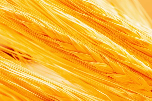 Makrobild Der Weizenstacheln Hintergrund Landwirtschaft Landwirtschaft Agronomie Branchenkonzept — Stockfoto
