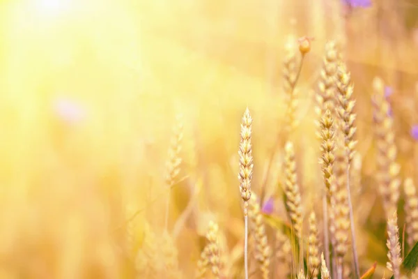 Пшеничне Поле Вуха Пшениці Крупним Планом Прекрасний Ландшафт Західного Сонця — стокове фото