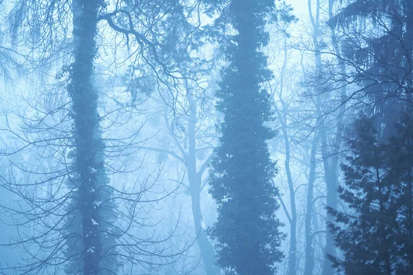 Foresta Paludosa Alberi Mattino Presto Immagine Orizzontale — Foto Stock