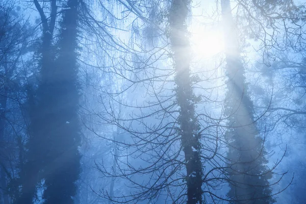 雾蒙蒙的风景 阳光下晨雾弥漫的森林 横向图像 — 图库照片