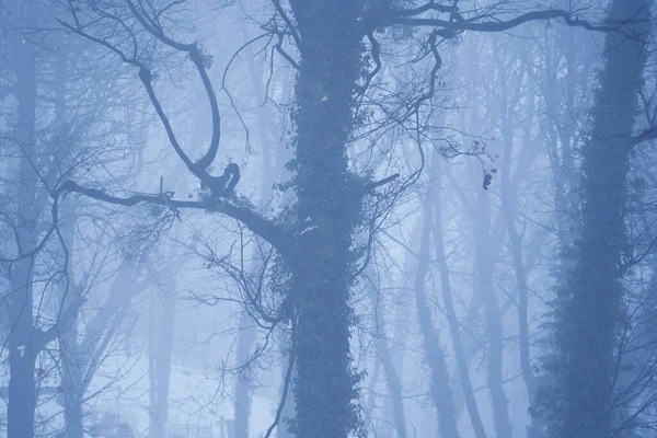 晨雾覆盖的深蓝色森林景观 — 图库照片