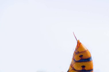 Eşek arısının ya da arı sokmasının makro görüntüsü. Tehlike, acı ve zehir konsepti. Uzayı kopyala Yatay resim.