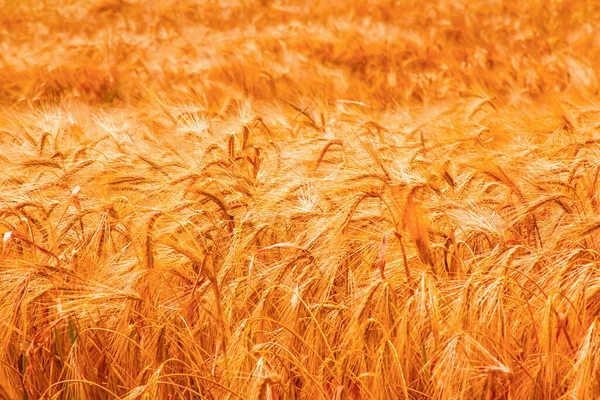 Golden Barley Ears Background Agriculture Harvest Industry — Stock fotografie