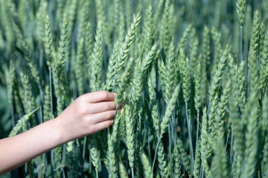 Yazın başında olgunlaşan buğday kulaklarına dokunan dişi çiftçinin elini kapat. Ekme, zengin hasat, tarım konsepti. Boşluğu kopyala.