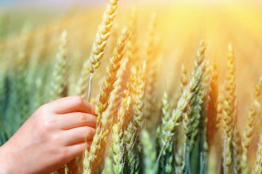 Yazın başında olgunlaşan buğday kulaklarına dokunan dişi çiftçinin elini kapat. Tohum ekme, zengin hasat, tarım kavramı. 