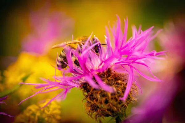 Close Honey Bee Pollinate Flower Summer Meadow — Stock Photo, Image