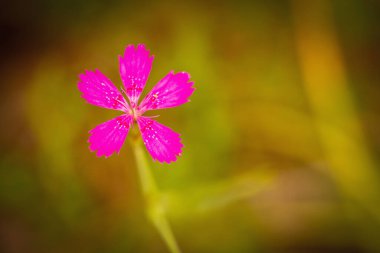 Top view of fragile little flower. Wild nature. Copy space for design. 