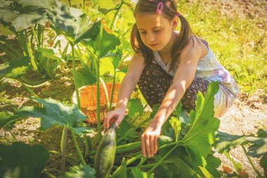 Portrait of young girl working on vegetable plantation and collecting zucchini. Natural organic farming and gardening concept. Horizontal image.