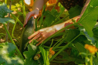 Young beautiful girl working on vegetable plantation and collecting zucchini. Natural organic farming and gardening concept. Selective focus.