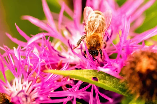 Funny Portrait Bee Collects Nectar Flowers Converts Honey Selective Focus — Foto de Stock