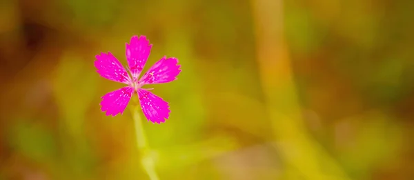 Beautiful Wild Flower Morning Haze Nature Close Macro Landscape Wild — Stockfoto