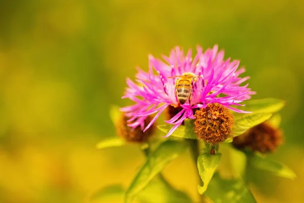 Macro image of bee collects nectar from flowers and converts it into the honey. Wild nature, medicinal plants and health concept.