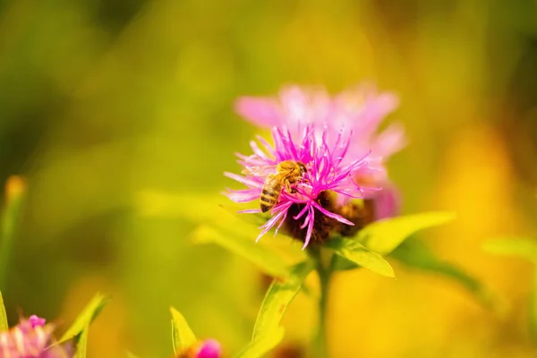Macro Image Bee Collects Nectar Flowers Converts Honey Wild Nature — Fotografia de Stock