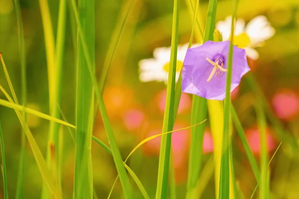 Красивые Летние Цветы Луг Цветочный Фон Баннер Хрупкий Цветок Утренняя — стоковое фото