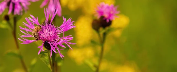 Bees Collect Nectar Flowers Convert Honey — Foto de Stock