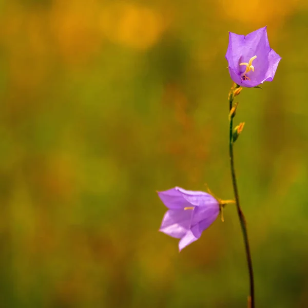 Fragile Little Flower Blur Summer Meadow Backgrouund Wild Nature Copy — Fotografia de Stock