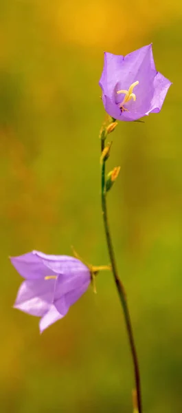 Маленька Крихка Квітка Проти Розмивання Літнього Лугового Фону Дика Природа — стокове фото