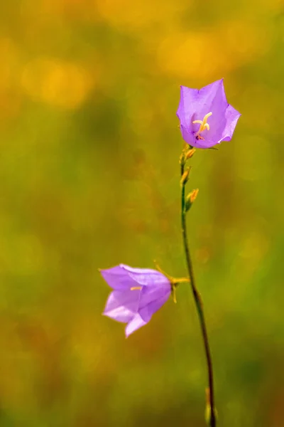 Fragile Little Flower Blur Summer Meadow Backgrouund Wild Nature Vertical — 스톡 사진