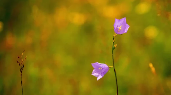 Flower Meadow Summer Nature Background Banner Copy Space Design — 图库照片